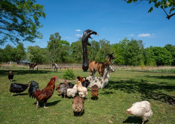 Cosmopolitan Chicken Project