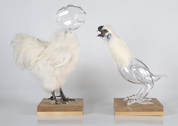 Ik ben een vogelaar