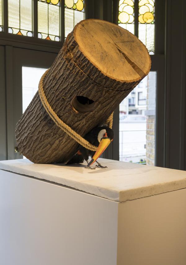 Domestication © Koen Vanmechelen