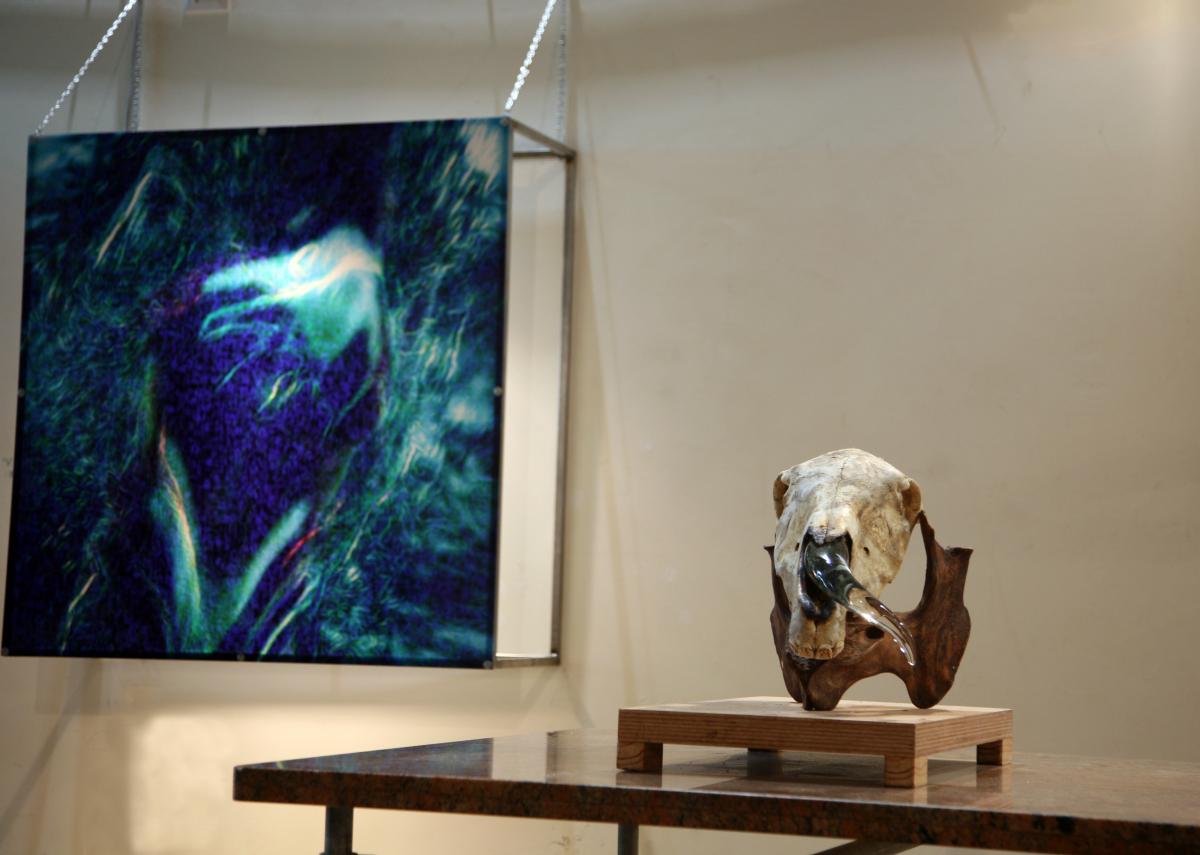 CCP Ancona Unicorn Venice 2009