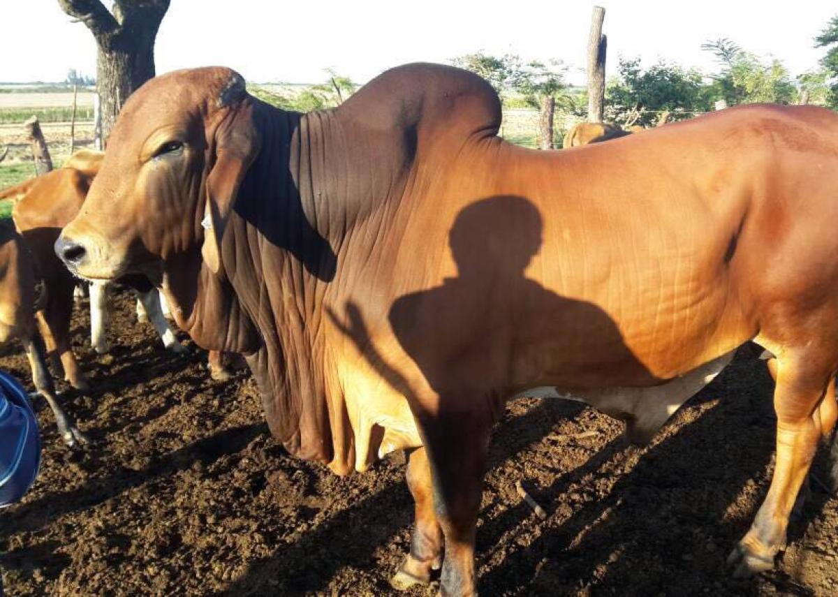 Sungano