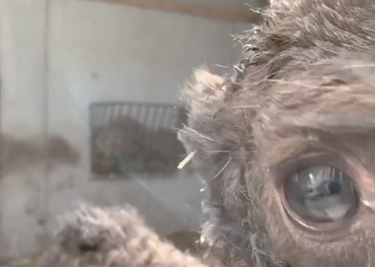 Baby dromedary - The Battery Channel 