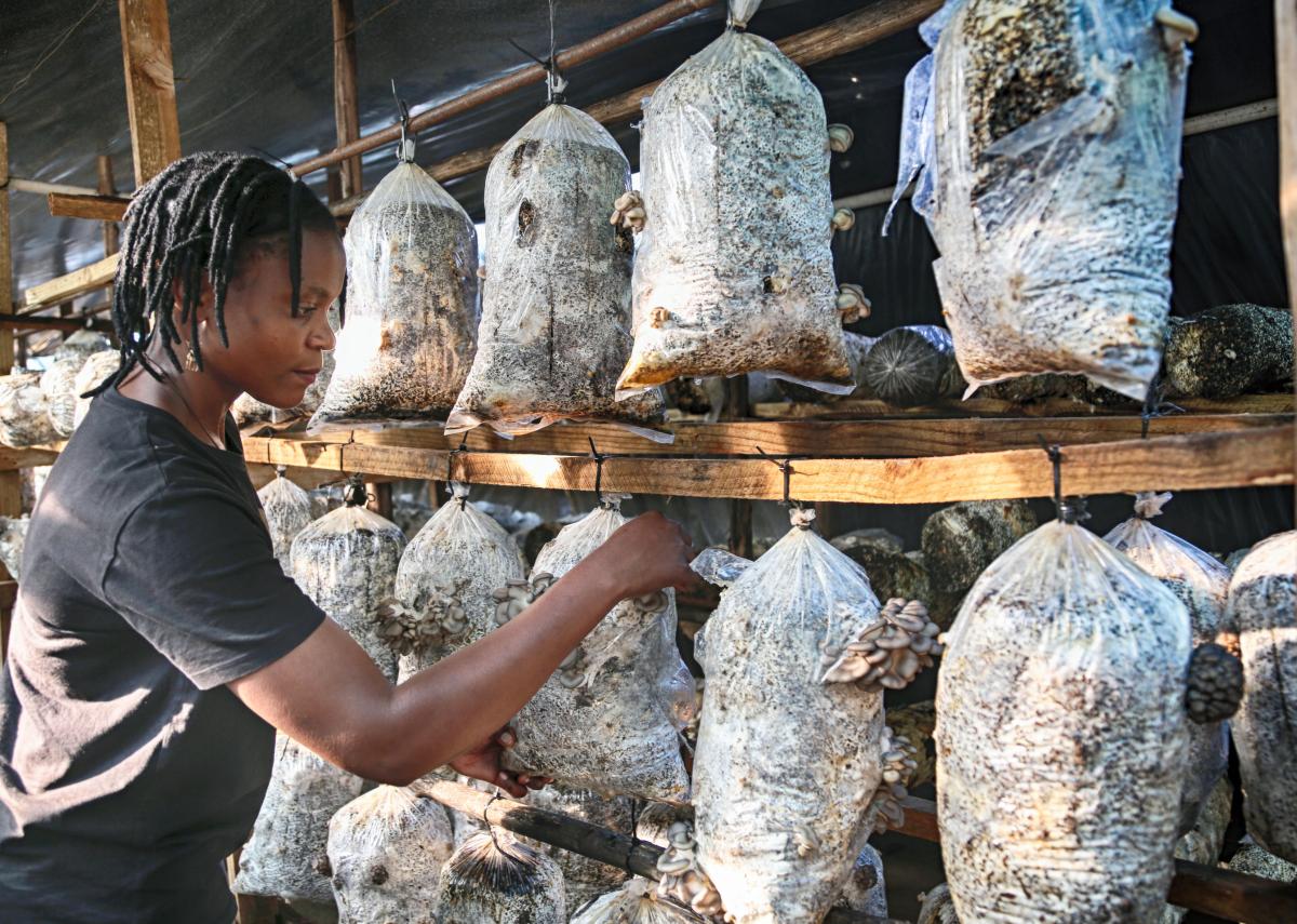 Chido Govera, mushroom farming, Zimbabwe